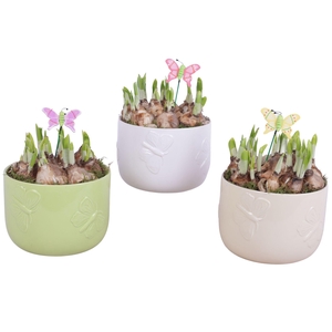 Bulbs Arr. Narcis Ceramic Pot Butterfly Relief Ø17cm