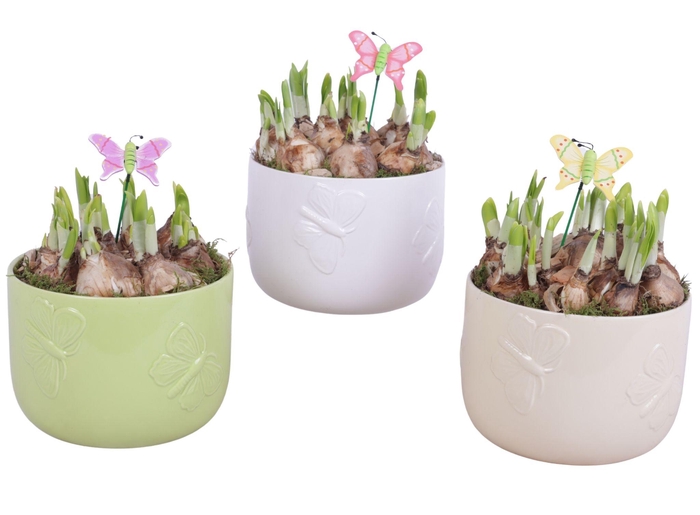 <h4>Bulbs Arr. Narcis Ceramic Pot Butterfly Relief Ø17cm</h4>