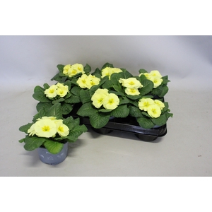 Primula acaulis Lemon