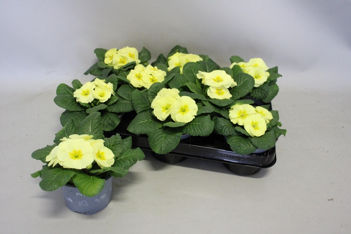 <h4>Primula acaulis Lemon</h4>