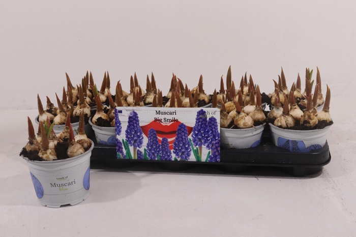 <h4>MUSCAR BIG SMILE</h4>