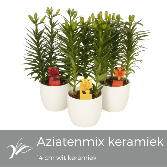 <h4>Lilium mix wit keramiek (az. lelie)</h4>