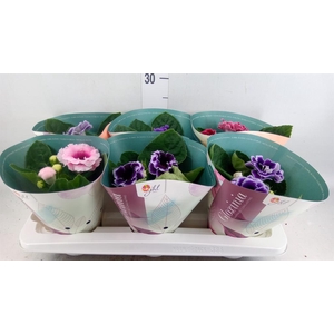 Sinningia 'Brocade' ...mix