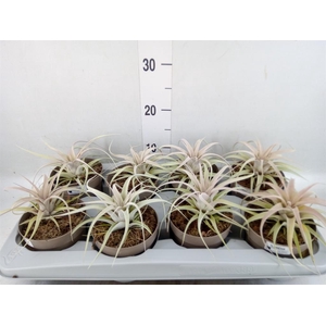 Tillandsia xerographica