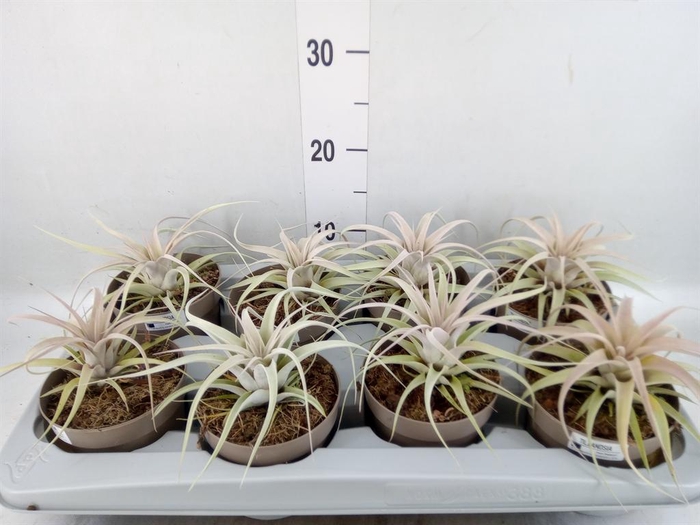 <h4>Tillandsia xerographica</h4>