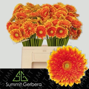 GE MI FRANKY