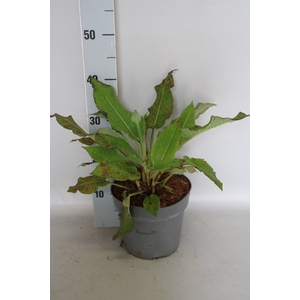 vaste planten 19 cm Persicaria amplexicaulis speciosa