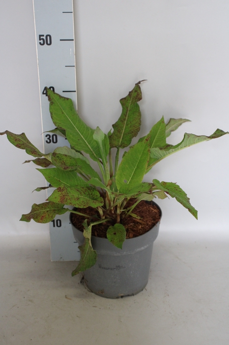 <h4>vaste planten 19 cm Persicaria amplexicaulis speciosa</h4>