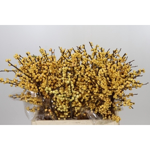 Ilex Citronella