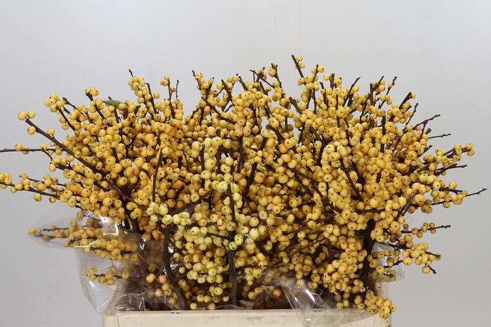<h4>Ilex Citronella</h4>