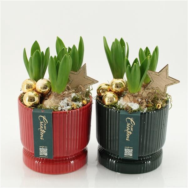 <h4>Arrangementen Hyacinthus 6%</h4>
