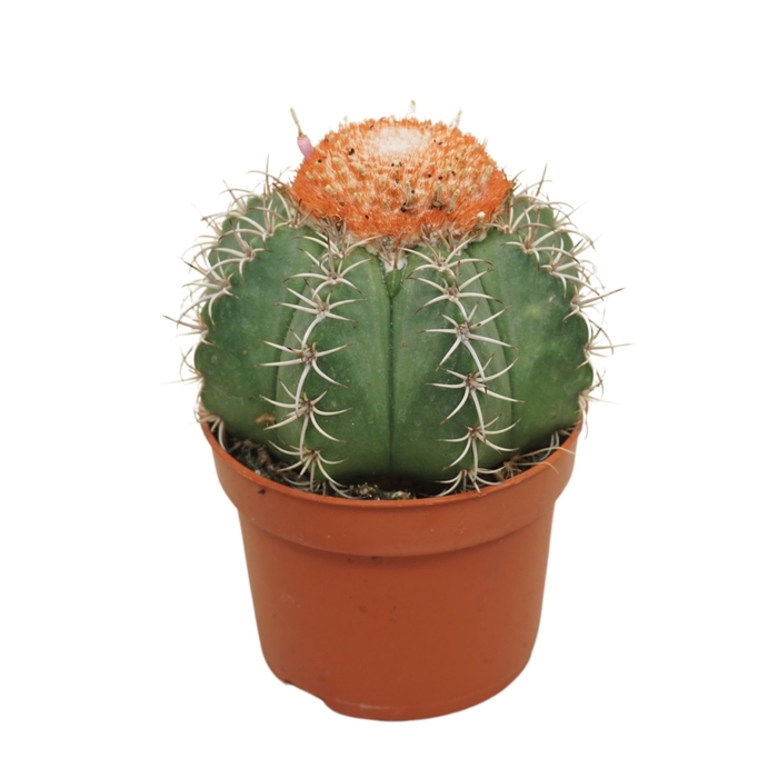 <h4>Melocactus matanzanus</h4>
