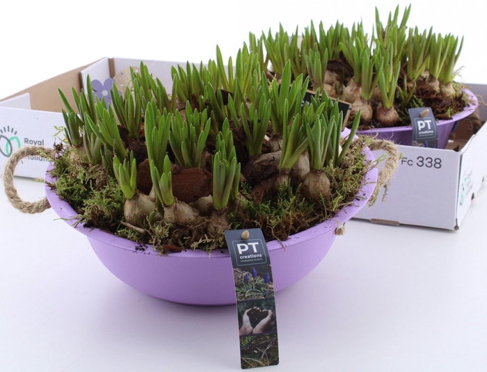 <h4>ARR MUSCARI</h4>