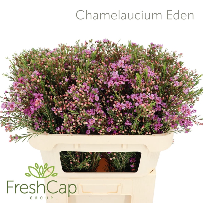 <h4>Chamelaucium Eden</h4>