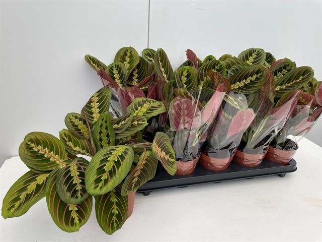 <h4>Maranta leuc. 'Fascinator'</h4>