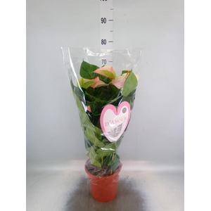 Anthurium andr. 'Fantasy Love'