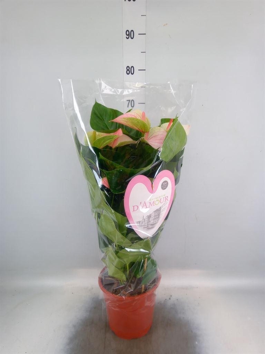 <h4>Anthurium andr. 'Fantasy Love'</h4>