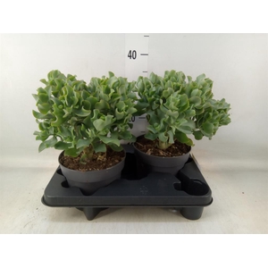 Crassula arborescens 'Curly'
