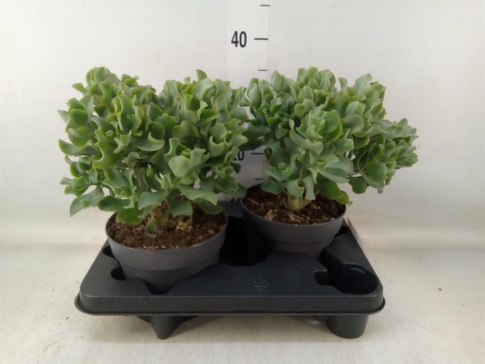<h4>Crassula arborescens 'Curly'</h4>