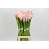 Zantedeschia Eydolls Pink