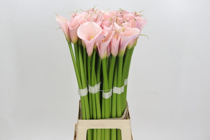 <h4>Zantedeschia Eydolls Pink</h4>