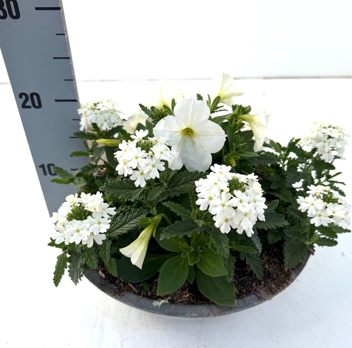 <h4>PERKPL GEM IN POT</h4>