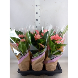 Anthurium andr. 'Pink Explosion'