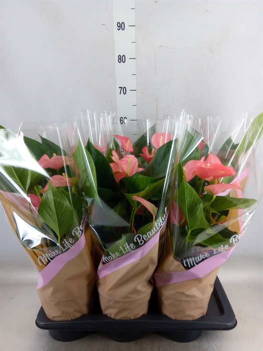 <h4>Anthurium andr. 'Pink Explosion'</h4>