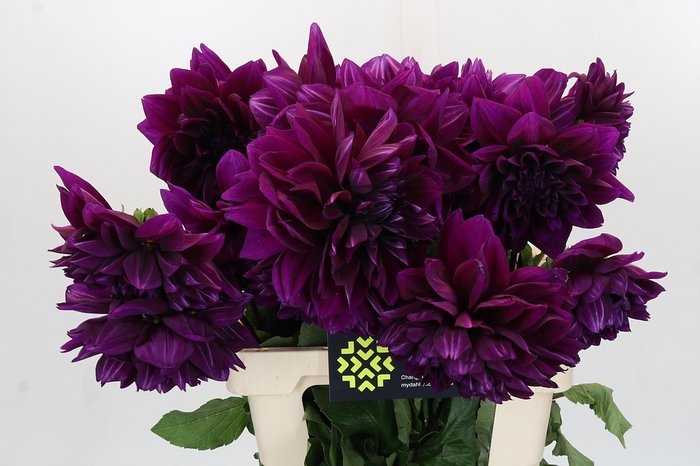 Dahlia Thomas Edison