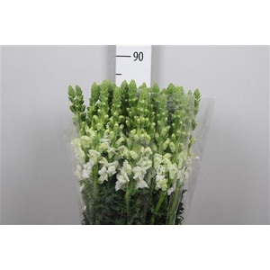 Antir Antib Earl Whi