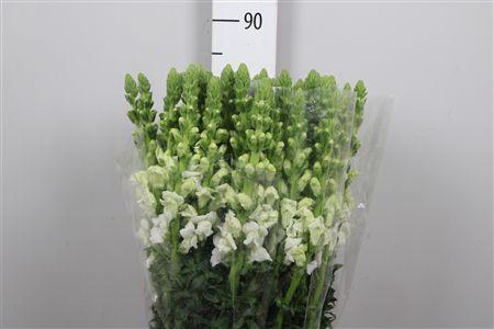 <h4>Antir Antib Earl Whi</h4>