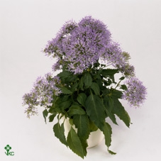 Trachelium caer. 'Passion in Viole'