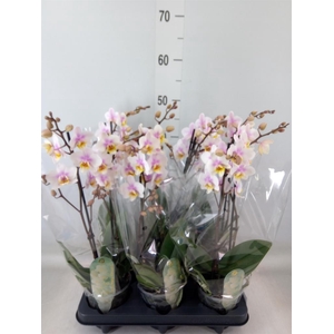 Phalaenopsis multi. 'Ant San Jose'