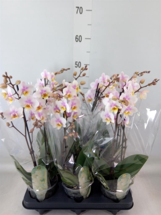 <h4>Phalaenopsis multi. 'Ant San Jose'</h4>