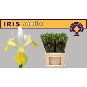 IRIS APOLLO