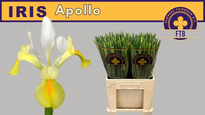 <h4>IRIS APOLLO</h4>