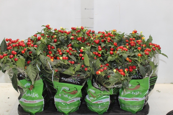 <h4>PIMENTA BODE P14</h4>