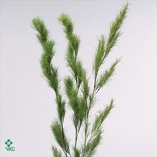 <h4>Koala Fern</h4>