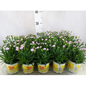 Dianthus allw. 'Lucky Lips Lola'