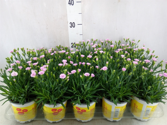<h4>Dianthus allw. 'Lucky Lips Lola'</h4>