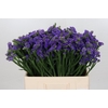 Limonium Navy Sun Birds