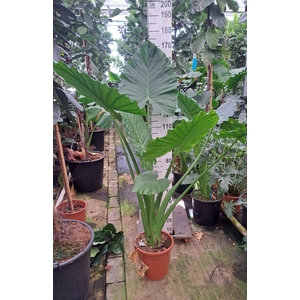 Alocasia macrorrhiza