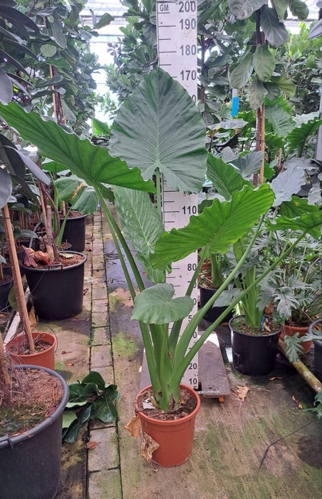 <h4>Alocasia macrorrhiza</h4>
