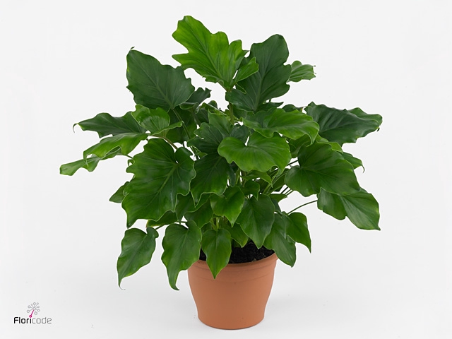 Philodendron bipinn. 'Little Hope'