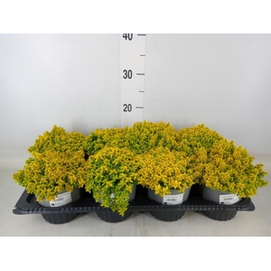 Thymus citriodorus 'Bertr Anderson'