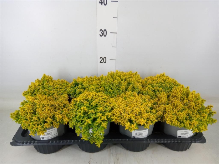 <h4>Thymus citriodorus 'Bertr Anderson'</h4>