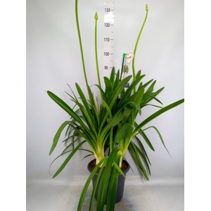 Agapanthus  'Big Blue'