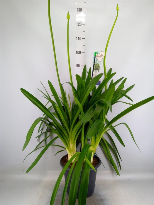 <h4>Agapanthus  'Big Blue'</h4>