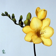 LIM S CRYST DARK BLU