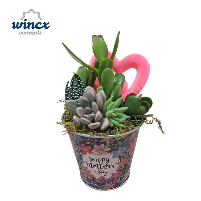 <h4>Arrangementen succulenten 6%</h4>